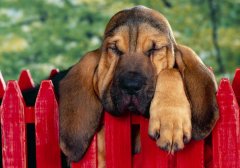 狗狗有分离焦虑症怎么办？