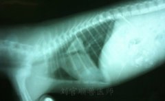 3个月贵宾犬胸腔段食道异物的手术治疗