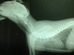 猫第三颈椎压缩性骨折内固定手术