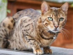 猫粉刺的诊断和治疗