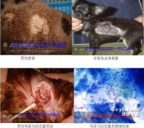 犬猫真菌性皮肤病简介及治疗