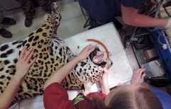 西班牙兽医给美洲豹做剖腹产手术救出幼崽