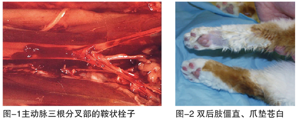 猫的动脉血栓栓塞临床概述