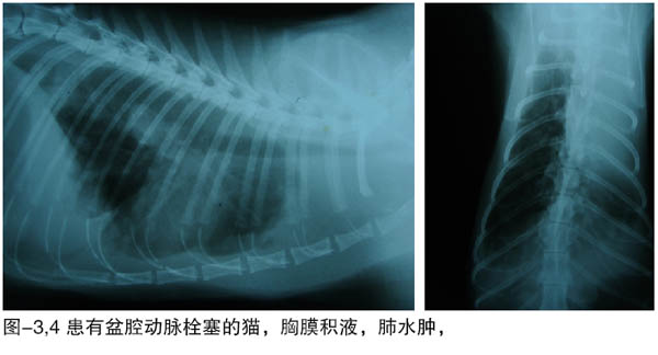 猫的动脉血栓栓塞临床概述